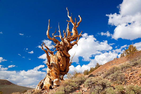 Más de 5.400 años de vida. El árbol más antiguo de la Tierra