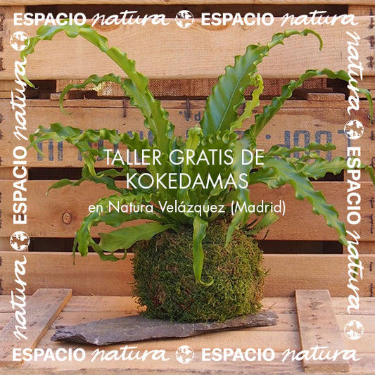 Espacio Natura: taller de kokedamas con Rojomenta