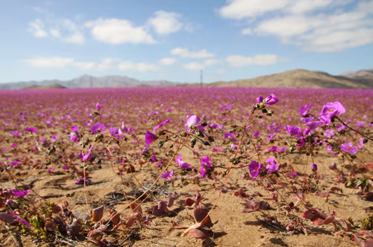 El desierto de Atacama florece en pleno invierno