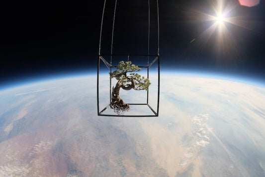 Plantas lanzadas al espacio