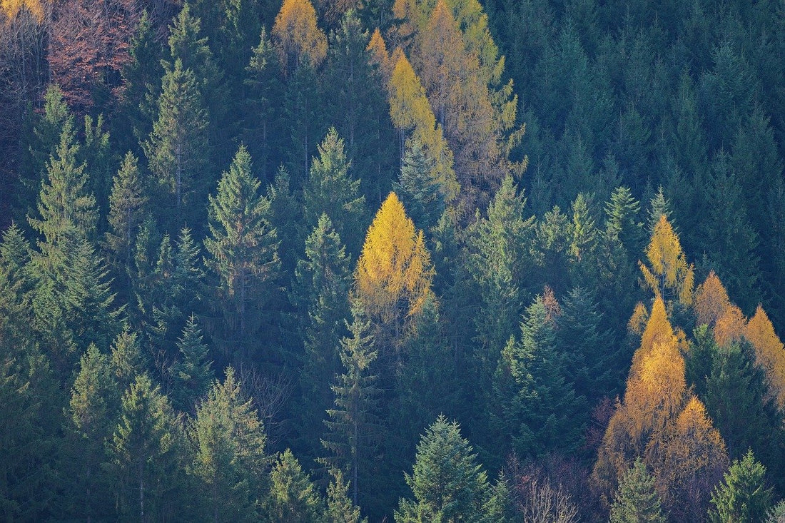 La vida social en los bosques